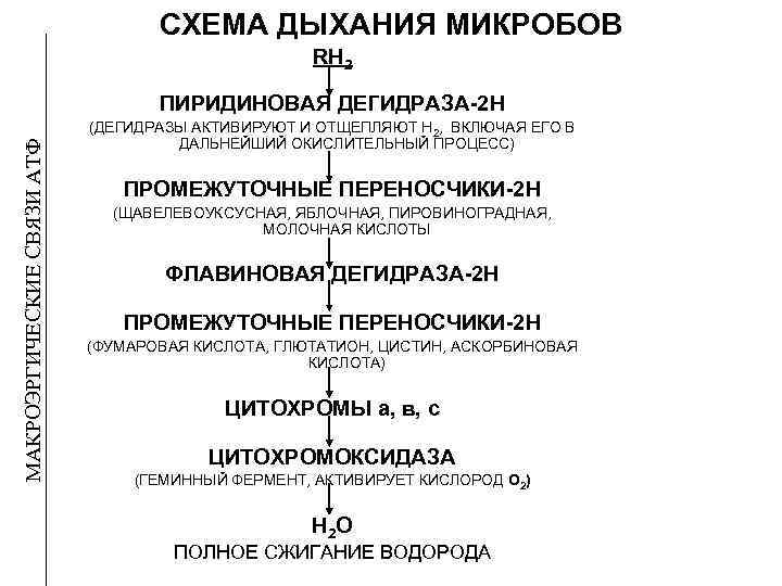 СХЕМА ДЫХАНИЯ МИКРОБОВ RH 2 МАКРОЭРГИЧЕСКИЕ СВЯЗИ АТФ ПИРИДИНОВАЯ ДЕГИДРАЗА-2 Н (ДЕГИДРАЗЫ АКТИВИРУЮТ И