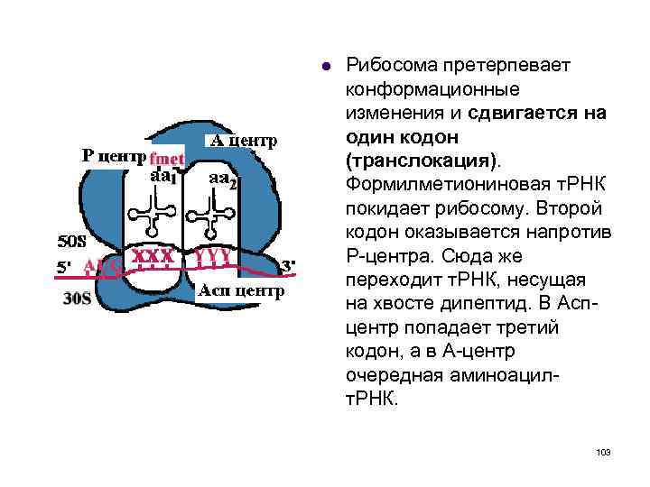 Образует рибосомы. Функциональный центр рибосомы строение. АСП центр рибосомы. Пептидильный центр рибосомы функции. А центр рибосомы функция.