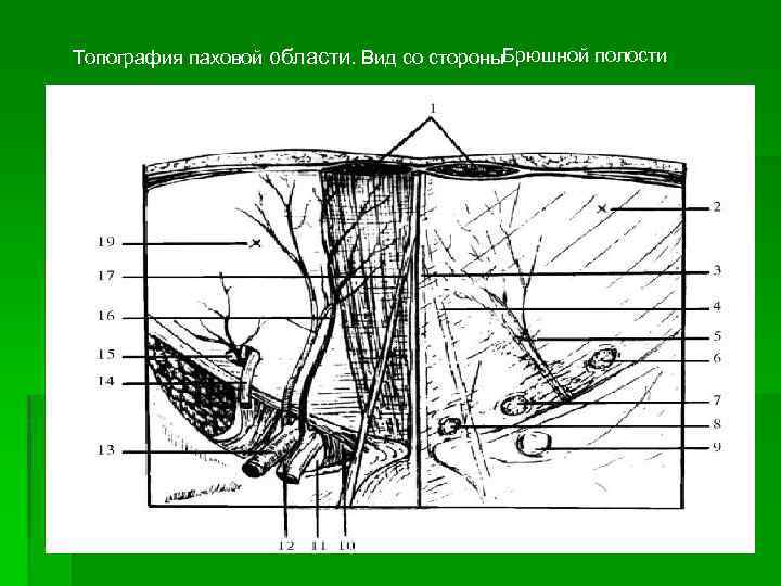 Схемы по топографической анатомии и оперативной хирургии