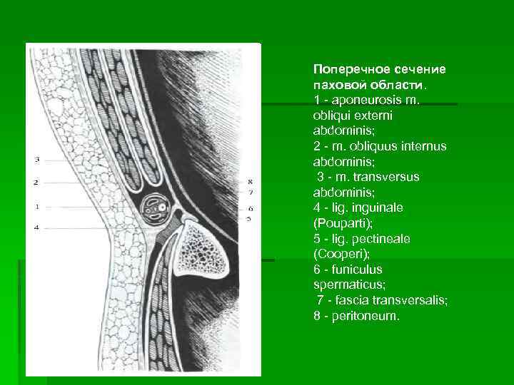 Схема топографии пахового канала