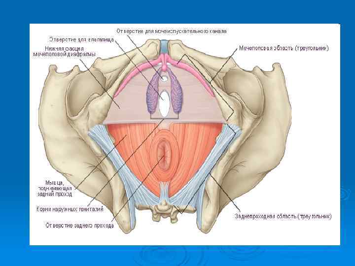 Фасции мочеполовой диафрагмы. Диафрагма таза и Мочеполовая анатомия. Структуры мочеполовой диафрагмы. Мочеполовая диафрагма анатомия у женщин. Мышцы мочеполовой диафрагмы.