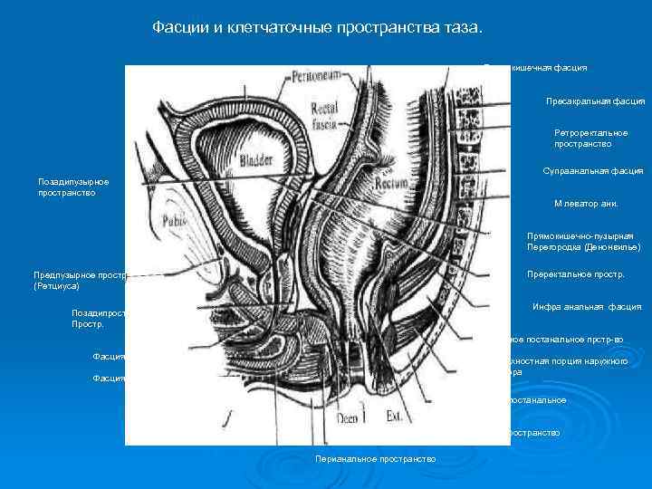 Малы таз у мужчин