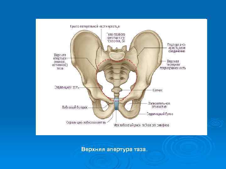 Верхняя апертура таза. 