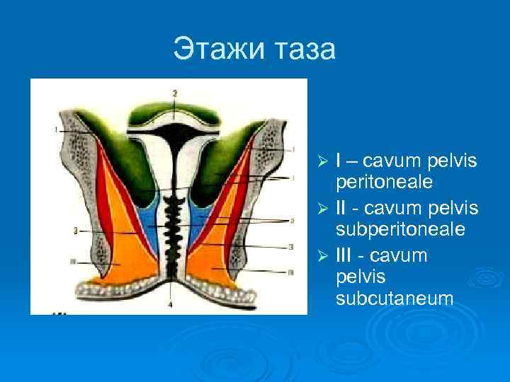 Этажи малого таза