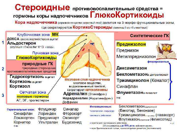 Стероидные противовоспалительные средства = гормоны коры надпочечников Глюко. Кортикоиды 1 2 3 