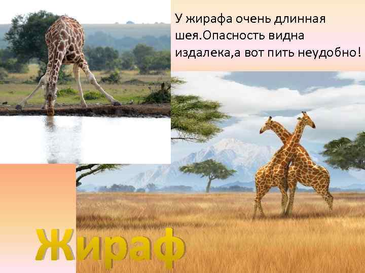 У жирафа очень длинная шея. Опасность видна издалека, а вот пить неудобно! Жираф 