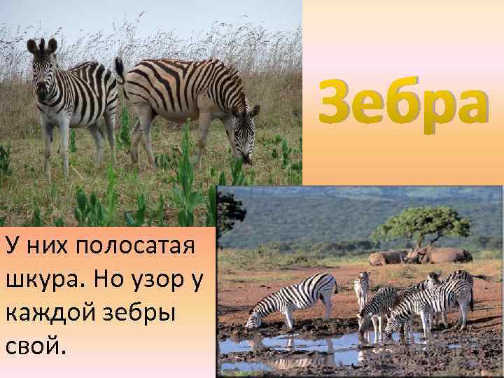 Зебра У них полосатая шкура. Но узор у каждой зебры свой. 