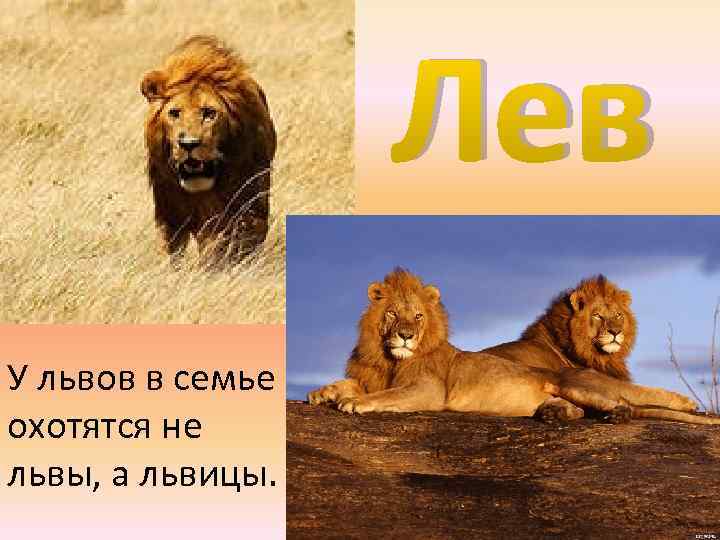 Лев У львов в семье охотятся не львы, а львицы. 