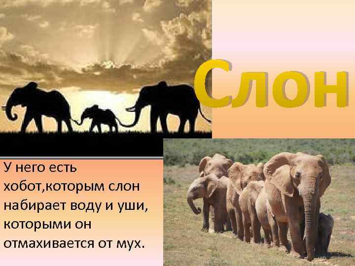 Слон У него есть хобот, которым слон набирает воду и уши, которыми он отмахивается