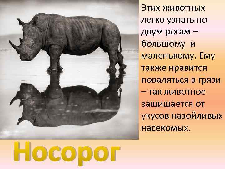 Носорог Этих животных легко узнать по двум рогам – большому и маленькому. Ему также