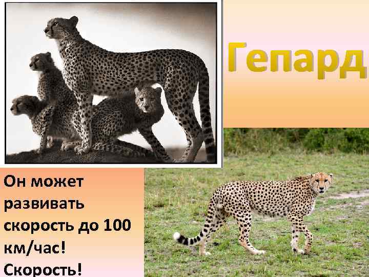 Гепард Он может развивать скорость до 100 км/час! Скорость! 