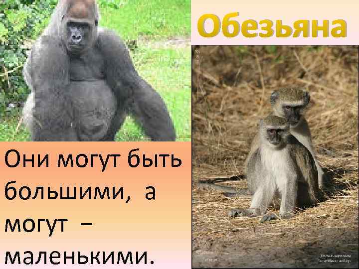 Обезьяна Они могут быть большими, а могут − маленькими. 