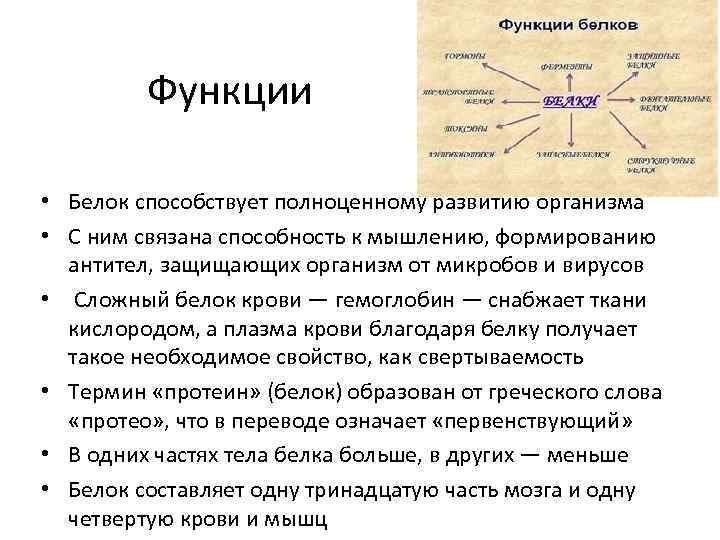 Функции • Белок способствует полноценному развитию организма • С ним связана способность к мышлению,