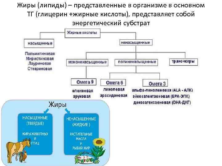 Жиры (липиды) – представленные в организме в основном ТГ (глицерин +жирные кислоты), представляет собой