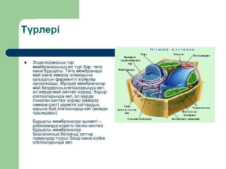 Түрлері l Эндоплазмалық тор мембранасының екi түрi бар: тегiс және бұдырлы. Тегiс мембранада май