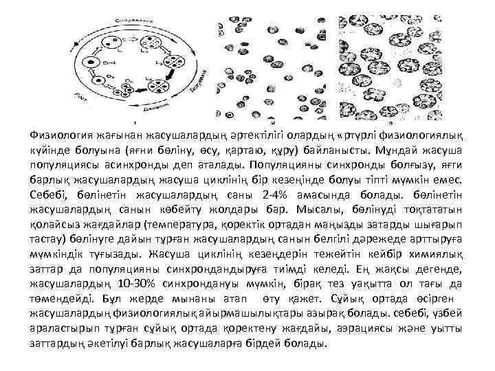 Физиология жағынан жасушалардың әртектілігі олардың «ртүрлі физиологиялық күйінде болуына (яғни бөліну, өсу, қартаю, құру)