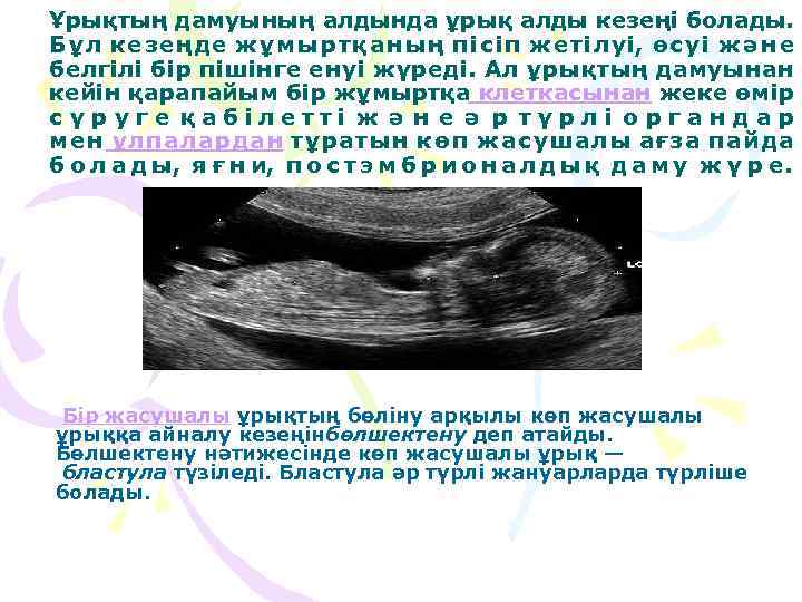 Ұрықтың дамуының алдында ұрық алды кезеңі болады. Б ұ л кезеңде ж ұ м