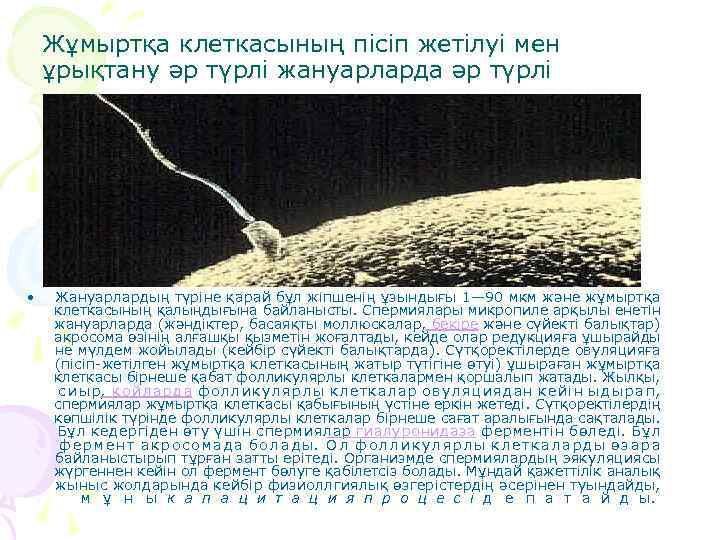 Жұмыртқа клеткасының пісіп жетілуі мен ұрықтану әр түрлі жануарларда әр түрлі • Жануарлардың түріне