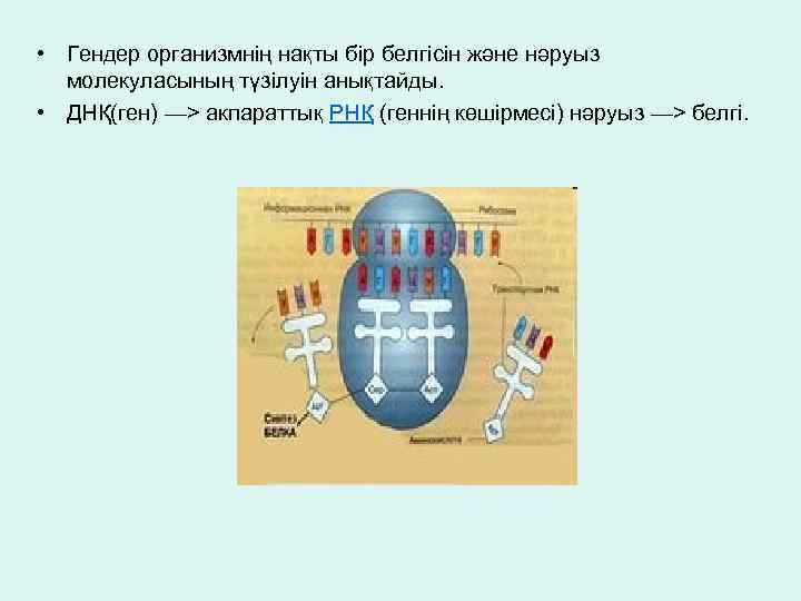  • Гендер организмнің нақты бір белгісін және нәруыз молекуласының түзілуін анықтайды. • ДНҚ(ген)