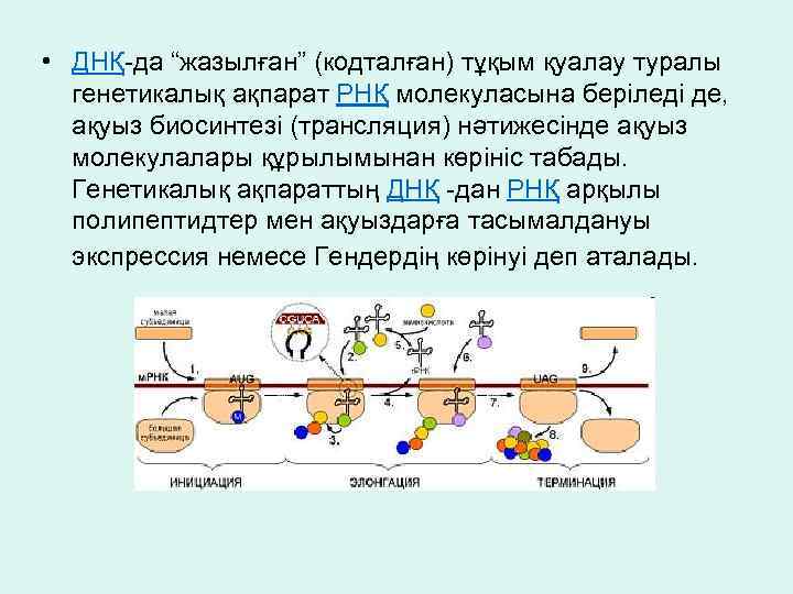  • ДНҚ-да “жазылған” (кодталған) тұқым қуалау туралы генетикалық ақпарат РНҚ молекуласына беріледі де,