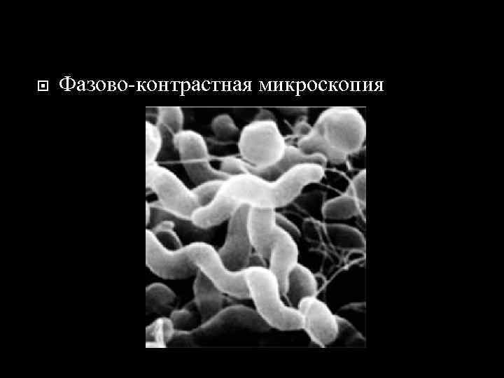  Фазово-контрастная микроскопия 