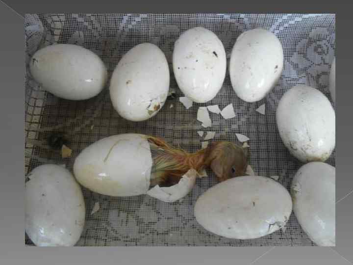 Сколько яиц высиживает индоутка