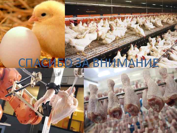 СПАСИБО ЗА ВНИМАНИЕ 