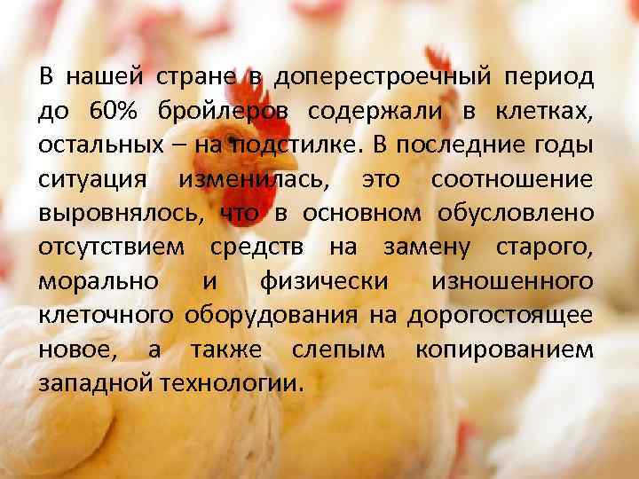 В нашей стране в доперестроечный период до 60% бройлеров содержали в клетках, остальных –