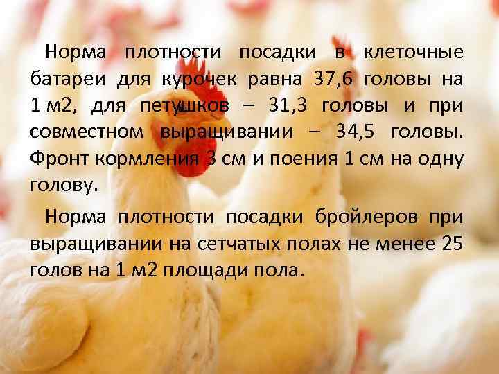 Норма плотности посадки в клеточные батареи для курочек равна 37, 6 головы на 1