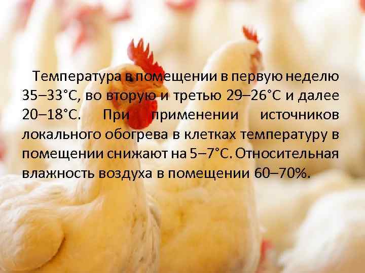 Температура в помещении в первую неделю 35– 33°С, во вторую и третью 29– 26°С
