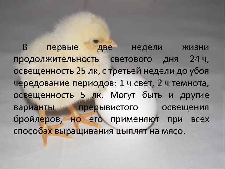В первые две недели жизни продолжительность светового дня 24 ч, освещенность 25 лк, с