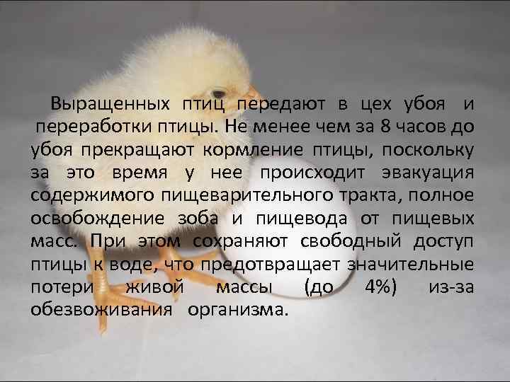 Выращенных птиц передают в цех убоя и переработки птицы. Не менее чем за 8