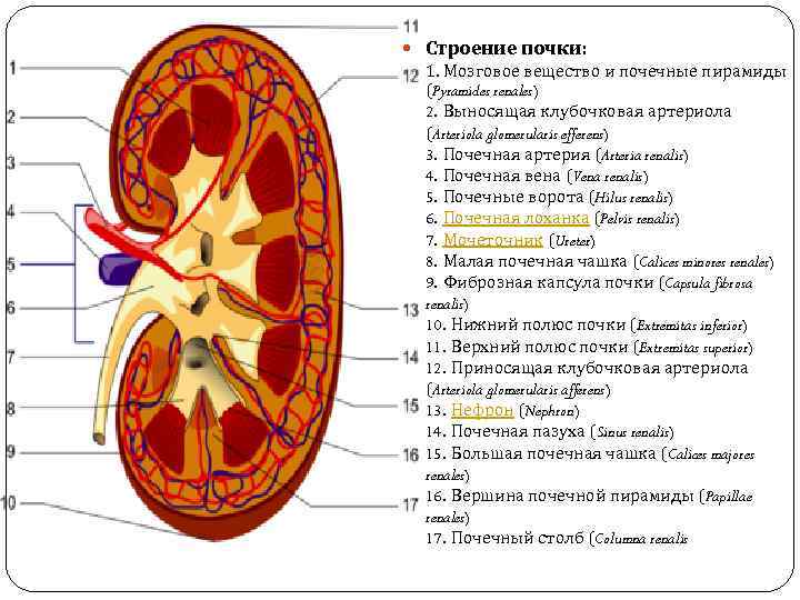 Почечные ворота почки