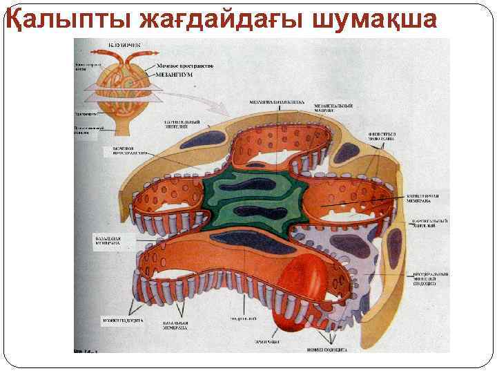 Қалыпты жағдайдағы шумақша 