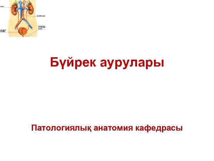 Бүйрек аурулары Патологиялық анатомия кафедрасы 