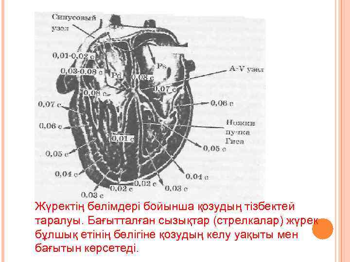 Жүректің бөлімдері бойынша қозудың тізбектей таралуы. Бағытталған сызықтар (стрелкалар) жүрек бұлшық етінің бөлігіне қозудың