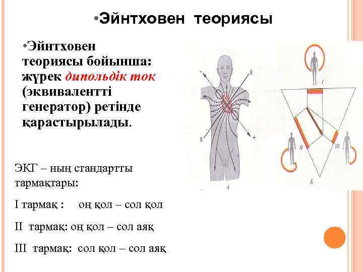  • Эйнтховен теориясы бойынша: жүрек дипольдік ток (эквивалентті генератор) ретінде қарастырылады. ЭКГ –