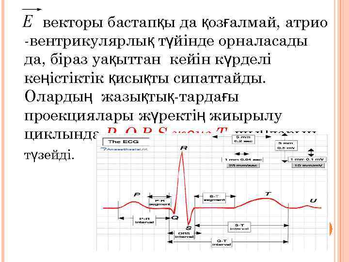 векторы бастапқы да қозғалмай, атрио -вентрикулярлық түйінде орналасады да, біраз уақыттан кейін күрделі кеңістіктік