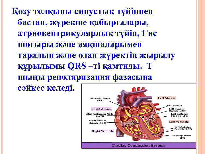 Қозу толқыны синустық түйіннен бастап, жүрекше қабырғалары, атриовентрикулярлық түйін, Гис шоғыры және аяқшаларымен таралып