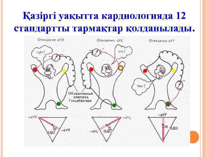 Қазіргі уақытта кардиологияда 12 стандартты тармақтар қолданылады. 