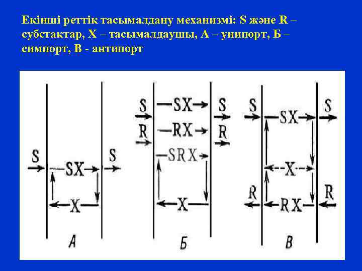 Екінші реттік тасымалдану механизмі: S және R – субстактар, X – тасымалдаушы, А –