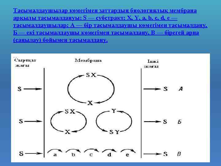 Тасымалдаушылар көмегімен заттардың биологиялық мембрана арқылы тасымалдануы: S — субстракт; X, Y, a, b,