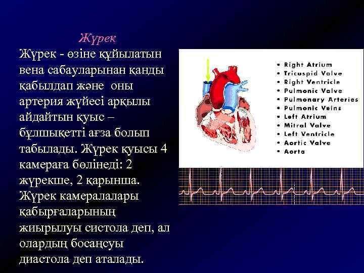 Жүрек - өзіне құйылатын вена сабауларынан қанды қабылдап және оны артерия жүйесі арқылы айдайтын