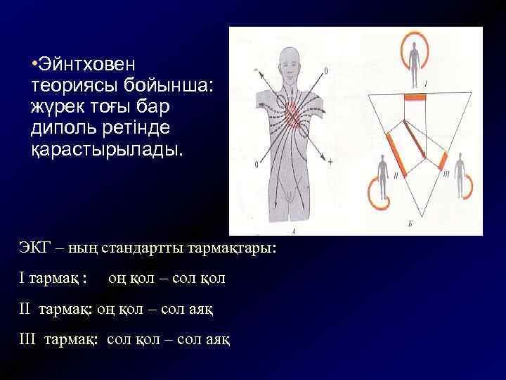  • Эйнтховен теориясы бойынша: жүрек тоғы бар диполь ретінде қарастырылады. ЭКГ – ның