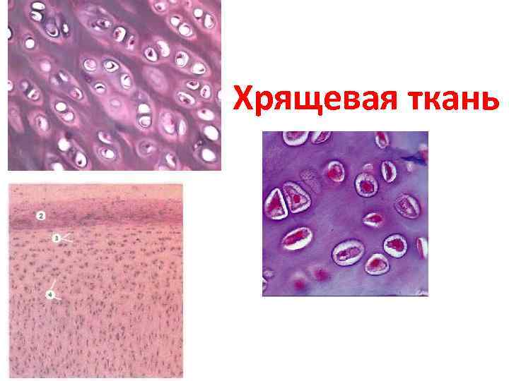 Хрящевая ткань. Соединительная ткань хрящ рисунок. Хрящевая соединительная ткань. Хрящевая ткань хондроцитов.