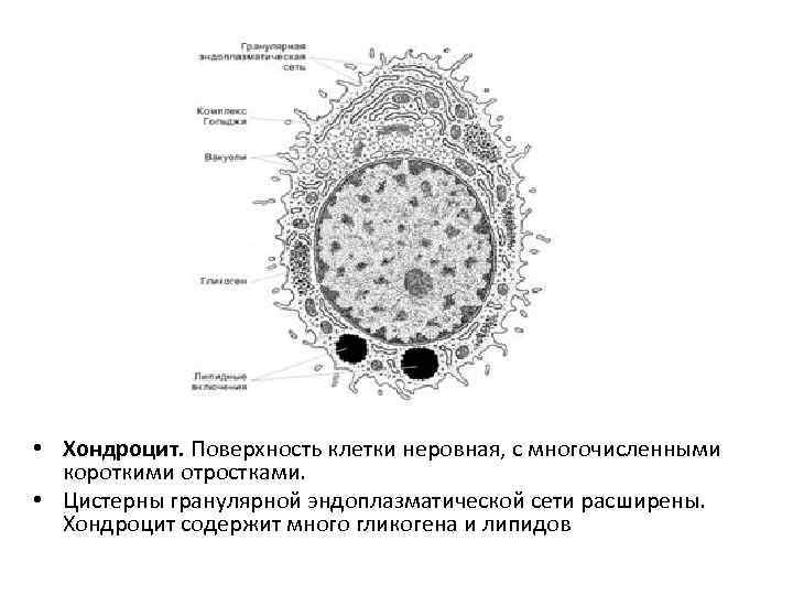 Строение клеточной поверхности