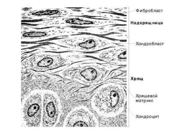 Какая ткань изображена на картинке хрящевые ткани