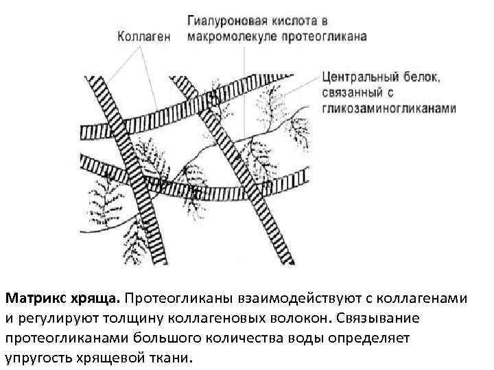 Схема синтеза протеогликанов