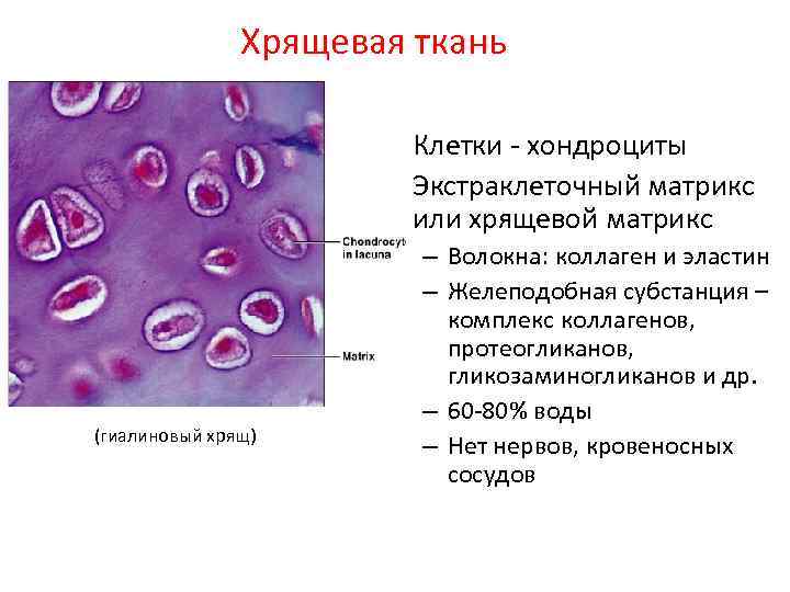 Гиалиновый хрящ рисунок