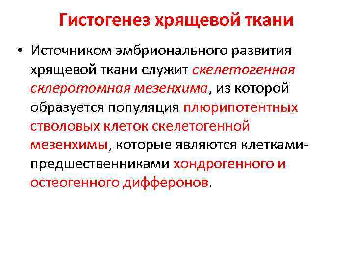 Гистогенез хрящевой ткани • Источником эмбрионального развития хрящевой ткани служит скелетогенная склеротомная мезенхима, из